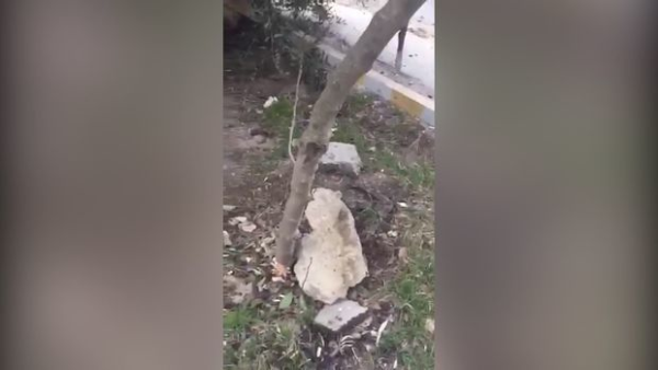 Bakıda yeddi ağacı baltalayan şəxslər haqqında ciddi araşdırma aparılır